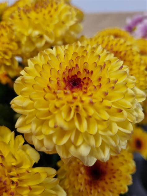 Flower Delivery Maidenhead: Florist & Flowers with Free 7 Day .